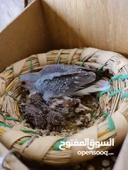  1 طيور بيت نظيفه كلشي وسعره