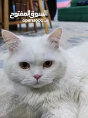  2 Persian cat