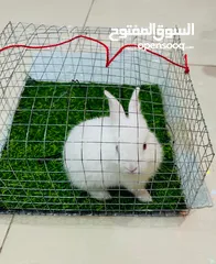  1 rabbit for sale