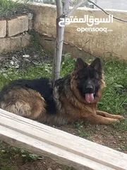  3 جيرمان ذكر للبيع