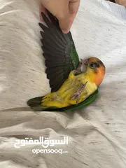  2 كايكي أليف و لعوب جدا طيران حر داخلي و خارجي Caique