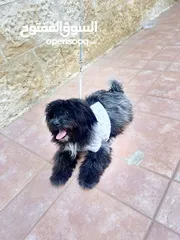  6 كلاب للبيع بسعر مغري جداا