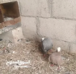  1 نخب جوزين مكابي وغولدن