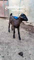  7 البينو معها حبتين