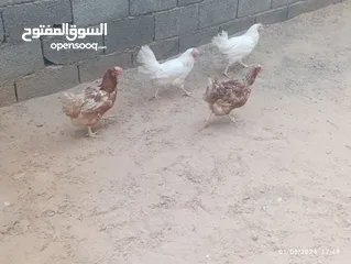  2 دجاج للبيع او تبديل