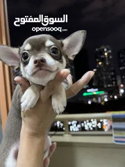  7 Chihuahua puppies