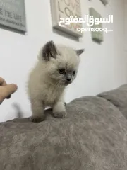  4 2 كيتن هملايا