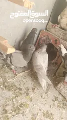  4 فارس.بدري.العتوم