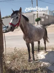  1 حصان للبيع ما شاء الله عليه