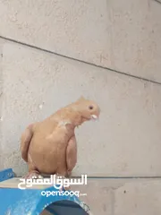  13 حمام برامليات و قرنفلي و امازوني و قفص