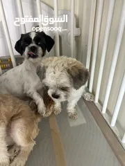  4 كلاب شيتزو