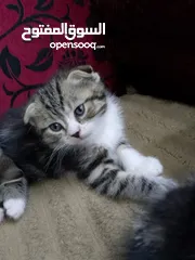  6 قطط للبيع همالايا