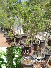  14 مشاتل السهل الاخضر الزراعيه تنسيق حدائق ومزارع