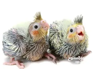  6 Cockateil chicks : small  and big chicks for hand taming