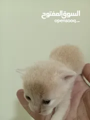  5 قطه و قط كتن كتنز بيبي القطه همالايا و صغيره شيرازي ابيض  و  سكوتش مع 7 اولاد و قنفذ و سلحفاه و بطه