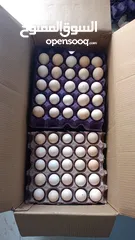  7 بيض مخصب مناسب للتفقيس. هجين عماني فرنسي