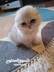  12 kittens for sale 60 days old    Scottish.