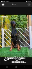  4 Dobermann male and female dogs