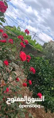  5 منزل للبيع