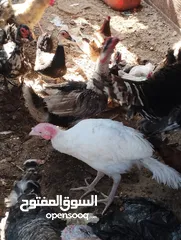  1 طيور متنوعه نضيفه كتير ترباية بيت مو قصص تجار