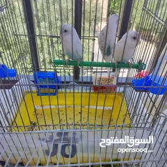  1 طيور حب بادجي لون مميز