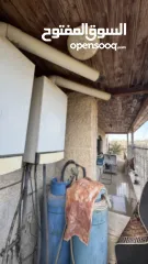  7 روف طابق كامل للبيع