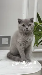  3 Scottish fold female