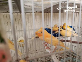  1 كوم كناري 17فرخ وطيرتين العدد 19