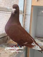  17 تشكيلة حمام مع جوز انجليزيات صفر نخب