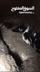  5 جاج وديك وبط