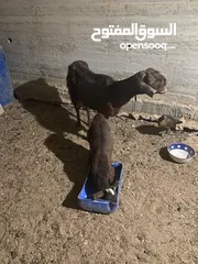  4 عنز شامية نخب للبيع معها جدي