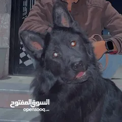  3 كلب جيرمن رويل بلاك نخب