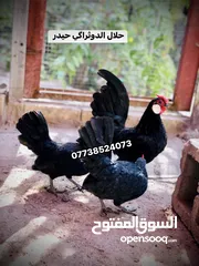  4 بيض دجاج اسباني