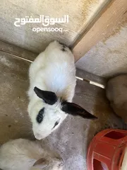  4 موجود ارانب للبيع ما شاء الله شغل مقنوه