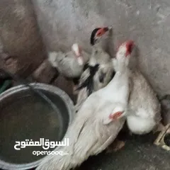  15 دجاج عرب وبشوش مصري