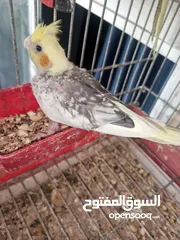  8 فراخ كوكتيل عمر اقل من شهرين وفراخ زق يدوي