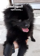  3 Friendly Pomeranian Dog