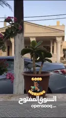 4 فيلا بالصلاة على النبي موقع مميز جدأ على ثلاث شوارع بالقرب من مستشفى ايدون العسكري