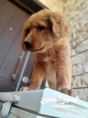  30 جولدن ريتريفر بريطاني آصلي  Golden retriever pure اعلى مستوى في الشرق الاوسط
