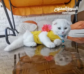  1 قطة لطيفة للبيع
