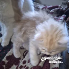 14 قطط ذكور من أصول نقيه واحد همالايا تشوكلت لونج هير بلو بوينت وواحد بريتش ريد لونج هير مقزم للجادين