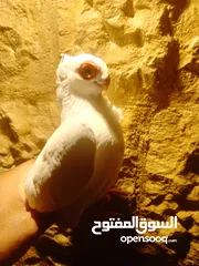  8 بولنديات نخب ولا غلطة