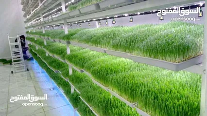  28 استنبات شعير  شعير مستنبت Sprouted   صواني استنبات شعير Barley germination barley