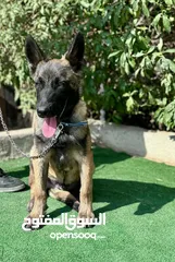  1 جراء بلجن مالينو و الراعي الهولندي (Belgian Malinois & Dutch Shepherd)