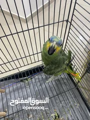  1 Amazon Parrot