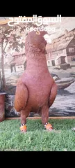  11 متاح جواز البيع