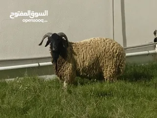  8 حوالا للبيع