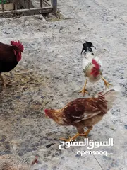  3 ديوك ودجاج  عرب بياض