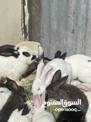  10 أرانب بصحة فوق الممتازه و مأكل ومشرب من افضل ما يكون مختلفة الأنواع و الأحجام والأعمار للبيع حصرا