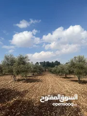  4 فرصة العمر مزرعة زيتون راقية  طريق اربد عمان كافه الخدمات 17 دونم و نص منتجه